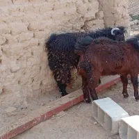 کهره نر|حیوانات مزرعه|نیمروز, |دیوار