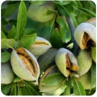 درخت بادام آذر خوشه ای در شهر نهال ، نهالستان