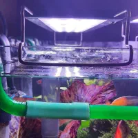 نور آکواریوم گیاهی و آب شیرین کوان لانگ|ماهی|اصفهان, برازنده|دیوار