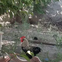 خروس جوان