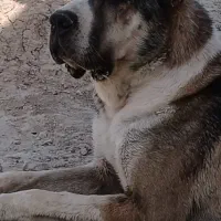 واگذاری لاس آلابای|سگ|مرودشت, رودبال|دیوار