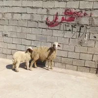 میش عراقی بره نر