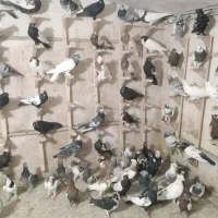 فروش دسته کفتری|پرنده|شیراز, زند|دیوار
