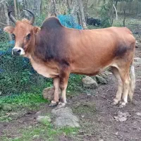 شاه گاو چالوسی آس میزان