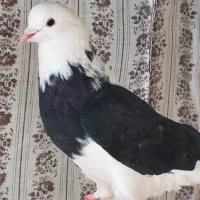 دو عدد کبوتر نر|پرنده|خوانسار, |دیوار