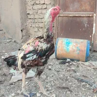 خروس لاری|حیوانات مزرعه|تربت جام, بسیجیان|دیوار