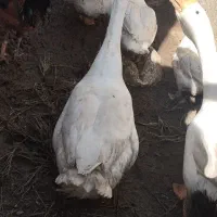 قوغاز اوکراینی گردن ماری|حیوانات مزرعه|زابل, |دیوار