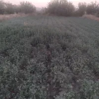 زمین یونجه|فروش زمین و ملک کلنگی|درگز, |دیوار