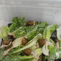 حلزون آلبینو آچاتیا