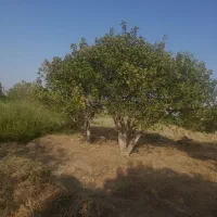 پسته کال با خوشه نقدی