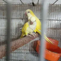 جفت راهب لوتینو