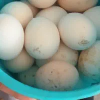 تخم گلین از مولدهای با کیفیت|حیوانات مزرعه|انبارآلوم, |دیوار