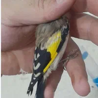 سه عدد جوجه سهره نر کال درشت باب زیر دهن