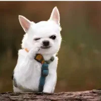 یک عدد سگ پیدا شده