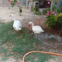 دوتا قاز