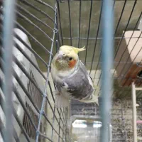 عروس هلندی مولد