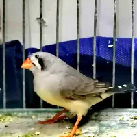 ماده فنچ لپ سیاه‌ نر آلبینو