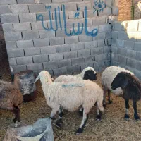 ۳تا میش زاییده یکی آبستن سنگین افشاری