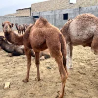 ۲تاشترماده ‌۶تا کره شترنر