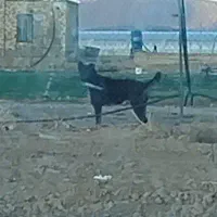 توله ۱۸ ماه سراب قهدریجان نر