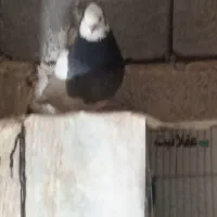 جفت طوقی|پرنده|ارسنجان, |دیوار