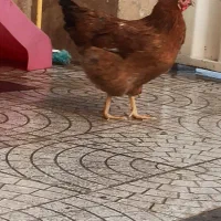 مرغ تخم گذار