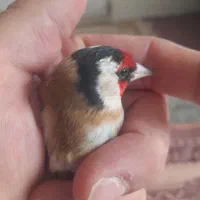 سهره نر|پرنده|قزوین, |دیوار