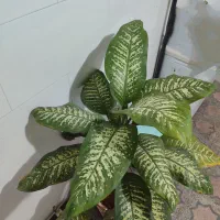 یک عدد گل دیفن باخیا یکسال نیم میباشد