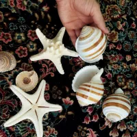 صدف دریایی آکواریوم|ماهی|کرمان, |دیوار