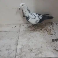 کفتر سینه مشهدی یا سار دم سیا