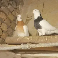 طوقی فروش فوری