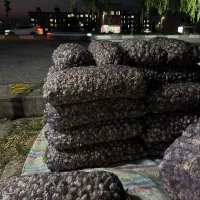 فروش سیر سفید سورت شده درجه یک بذری