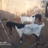 بزپاکستانی .بنگالی|حیوانات مزرعه|بیرجند, |دیوار