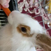 خرگوش بازی گوش همراه با رقفص