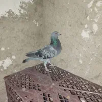 پلاکی|پرنده|مرودشت, ثبت احوال|دیوار