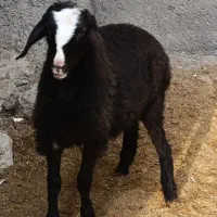 بره شال ماده