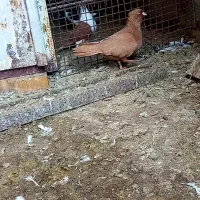 سیدی ویبال سفیدوبچ عراقی موقعیت عقیلی|پرنده|شوشتر, |دیوار