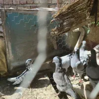 فروش کبوتر  زهک|پرنده|زهک, |دیوار