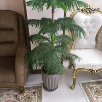 درختچه طبیعی مطبق
