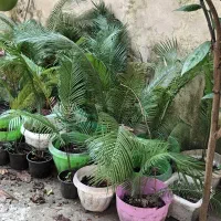 سیکاس با قدمت ۱۰سال، بیش از۲۰ سال و سیکاس گلدانی|گل و گیاه طبیعی|لاهیجان, انقلاب|دیوار