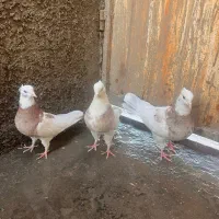 طوقی هفترنگ|پرنده|شاهرود, |دیوار