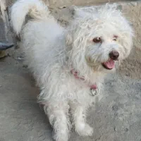 سگ شیتزو|سگ|ملایر, |دیوار