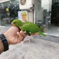 جوجه ملنگو سرلاکی