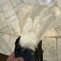 زاع دم سفید|پرنده|یزد, |دیوار