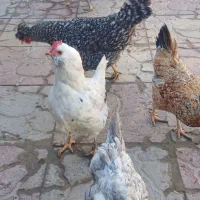 مرغ خروس گلین