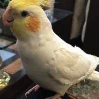 عروس هلندی گمشده