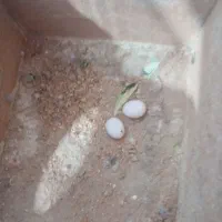 مرغ عشق با قفس|پرنده|کارون, |دیوار