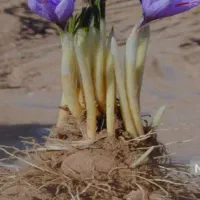 پیاز زعفران
