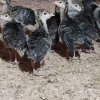 جوجه بوقلمون برنز یک ماهه