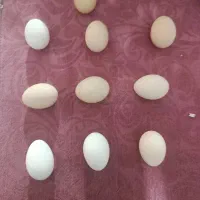 تخم نطفه دار گلین